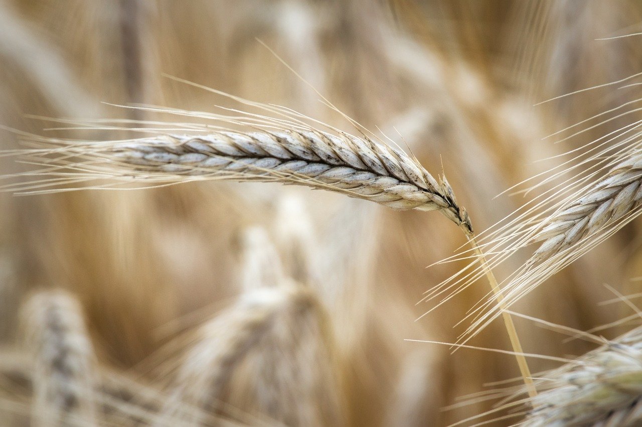 The Role of Seasonal Crops in Eco-Friendly Farming